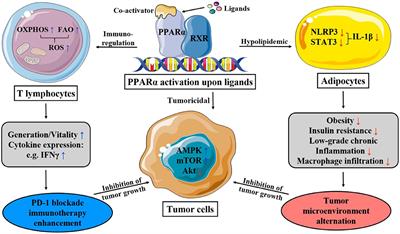 PPAR-α Modulators as Current and Potential Cancer Treatments